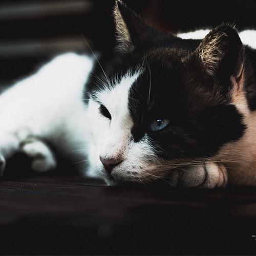 GALERIE-PHOTOS-ANIMAUX-FLEURS-PAYSAGES